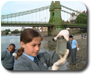 looking for indicators in the thames